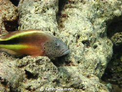 Hawkfish by Fatih Sökmen 